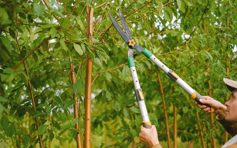 Tree trimming in Quechee, VT