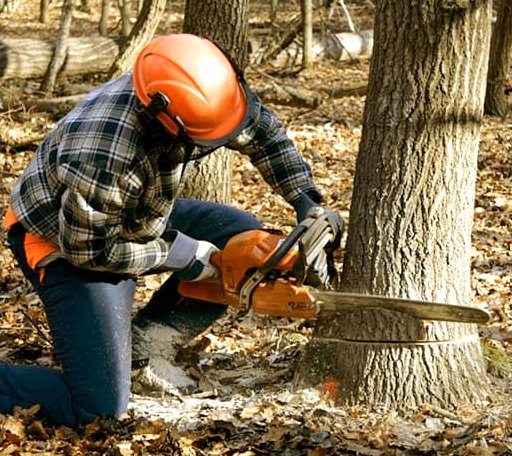 Tree Removal in Quechee, VT